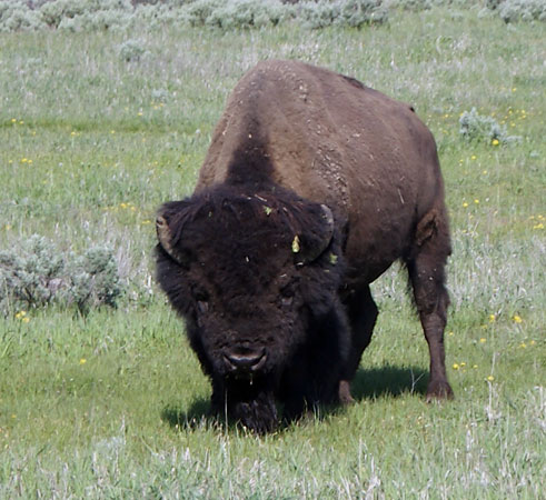 buffalo