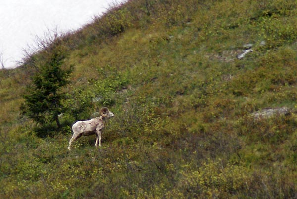 bighorn sheep