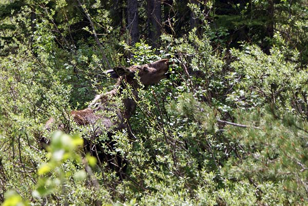 young moose browsing