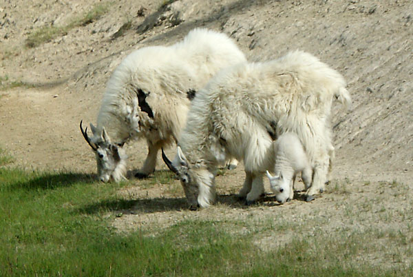 mountain goats