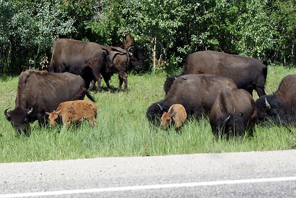 wood buffalo