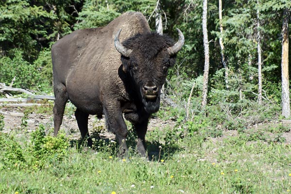 bull buffalo