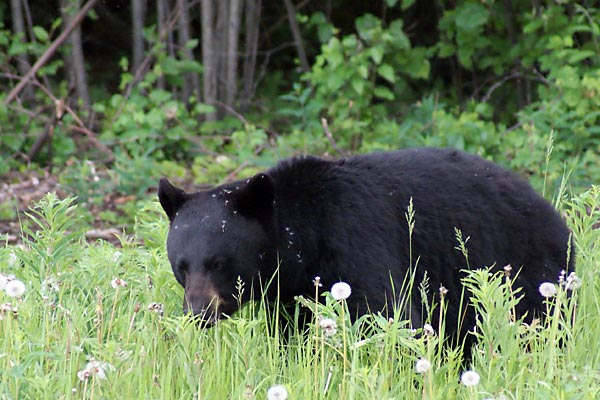 black bear along the highway