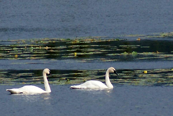 trumpeter swans