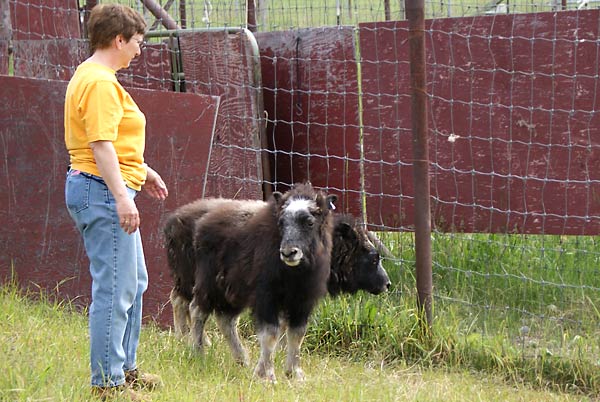 baby musk ox