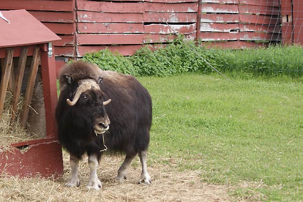 adult female musk ox