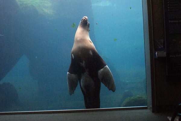 Stellar Sea Lion