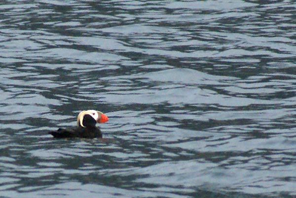 puffins