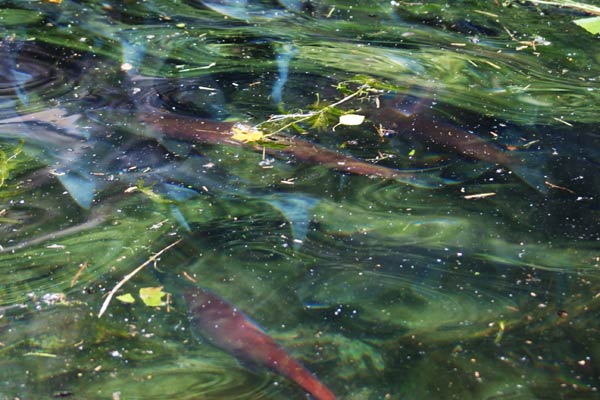 sockeye salmon