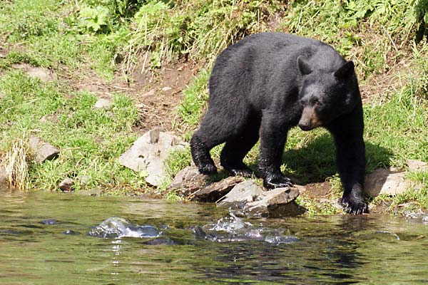 black bear