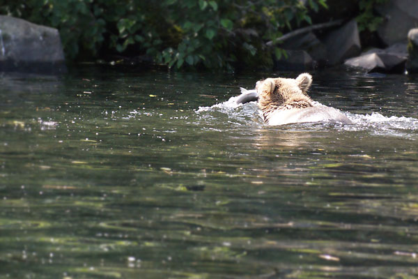 bear fishing