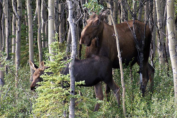 cow moose and calf