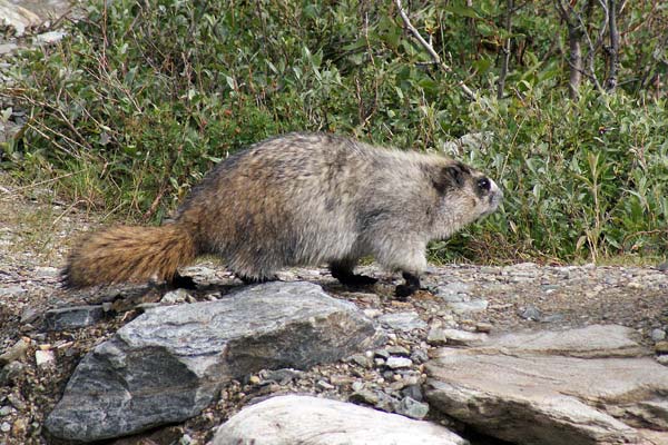 marmot