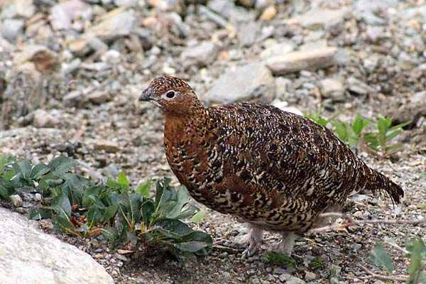 Willow Ptarmigan