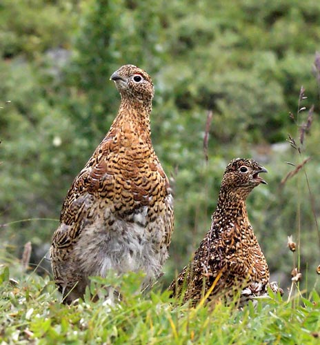 Willow Ptarmigan