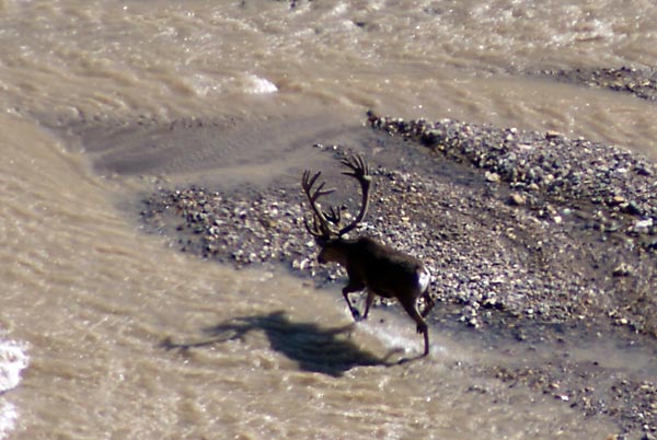 bull caribou