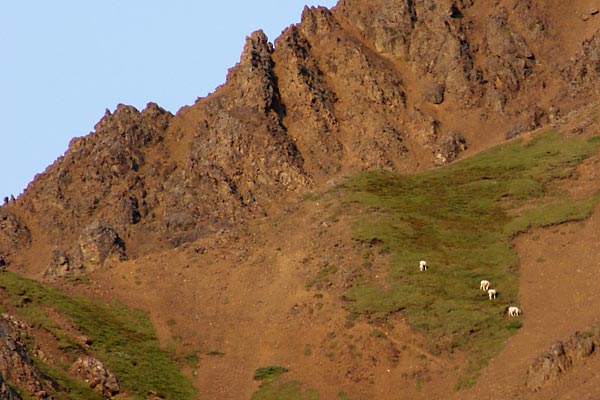 Dall sheep