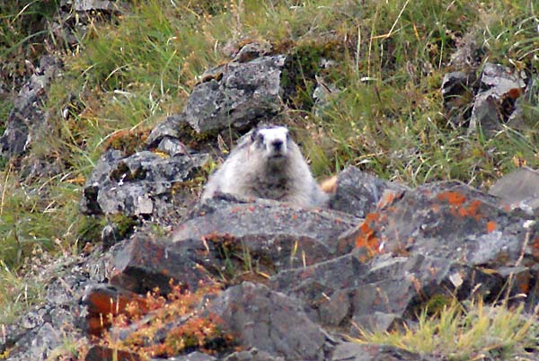 marmot