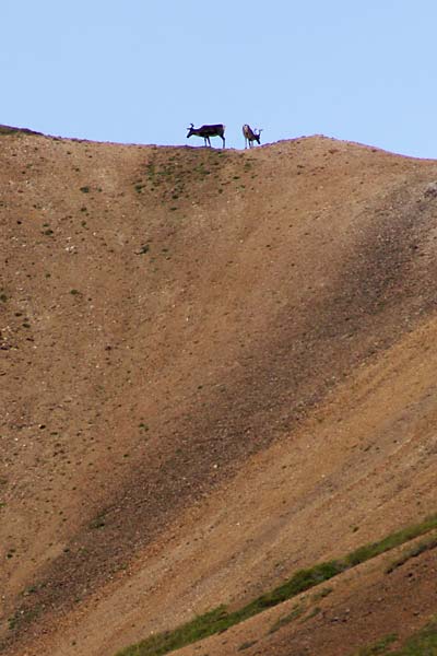 caribou