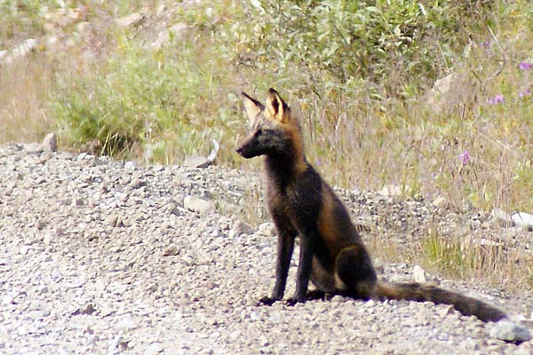 red fox