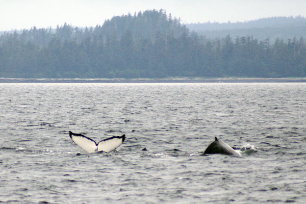 humpback whale