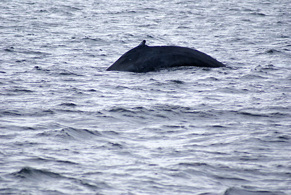 humpback whale