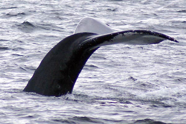 humpback whale