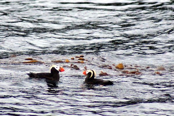 puffins