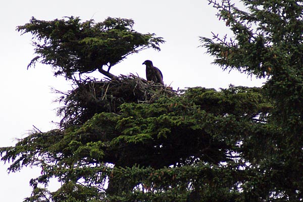 eagle nest
