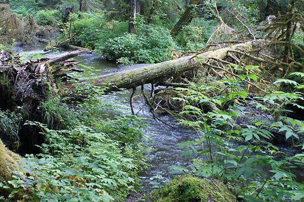 Starragavan campsite