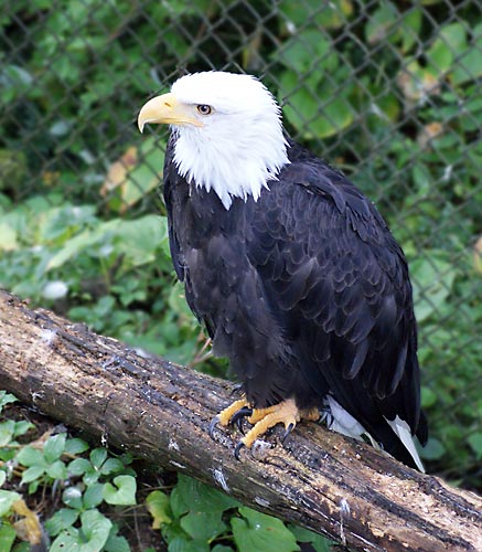 bald eagle