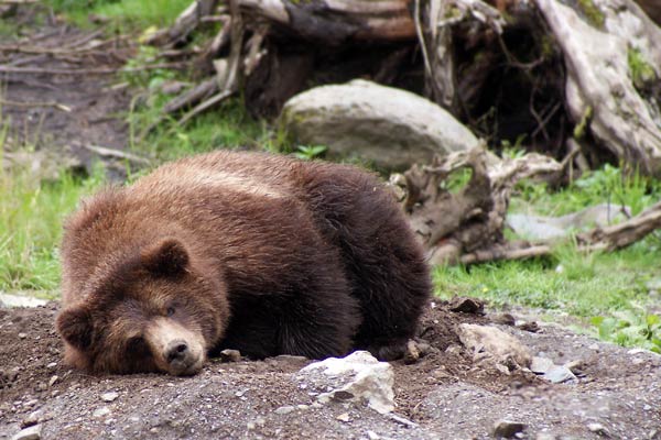 brown bear