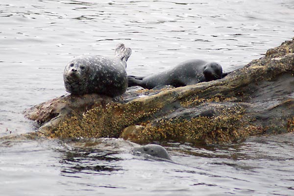 harbor seals