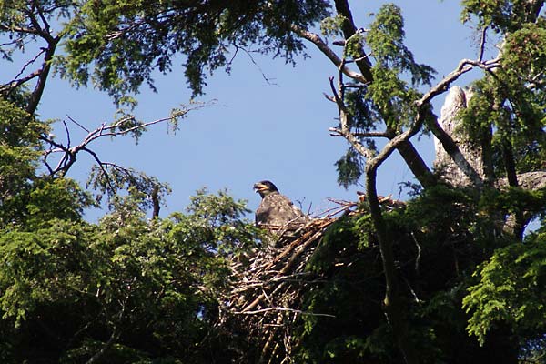 juvenile eagle