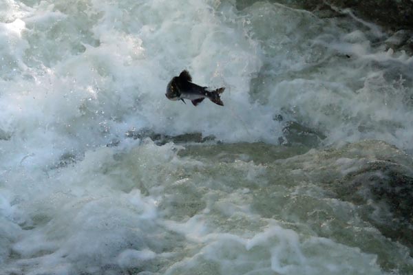 salmon jumping