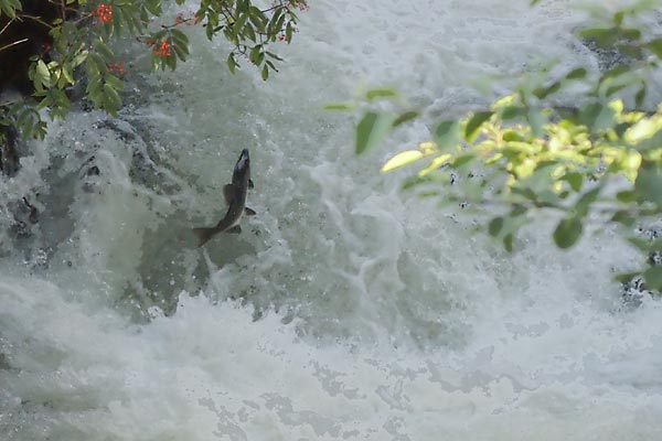 salmon jumping