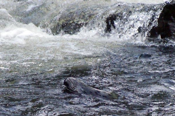 seal in the creek