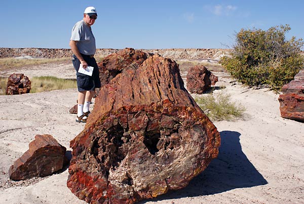 Petrified Forest National Park