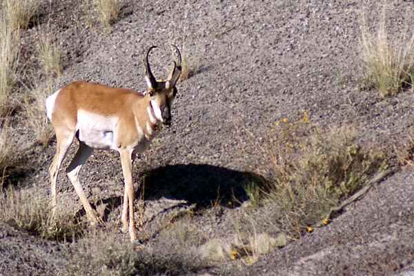 pronghorn